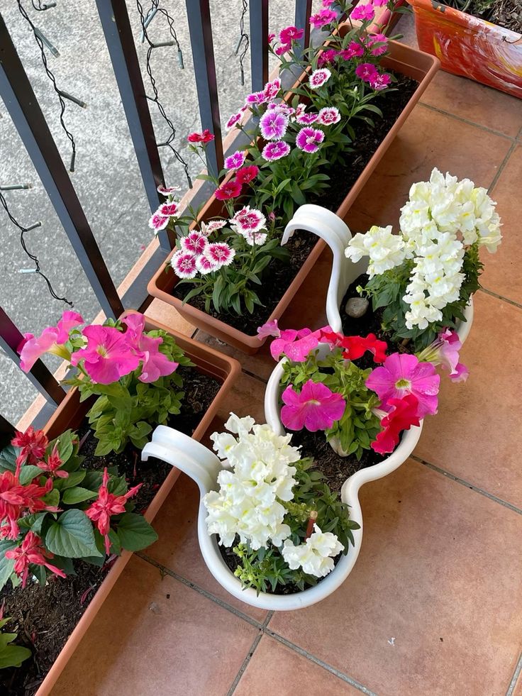 Cele mai rezistente flori pentru balcon – alegerea ideala pentru un spatiu verde tot anul