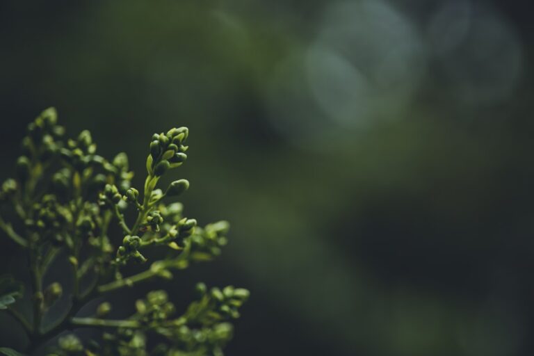 Cele mai bune titluri evergreen pentru buzztimenews.com